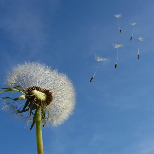 Dandelion