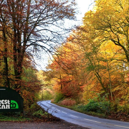 Trees and sign