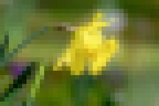 narcissus 3977679 1920