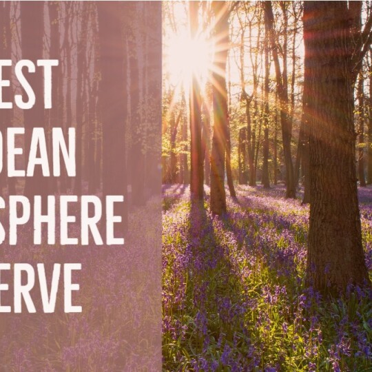Forest Biosphere