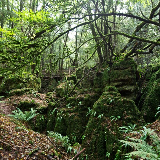 PUZZLEWOOD